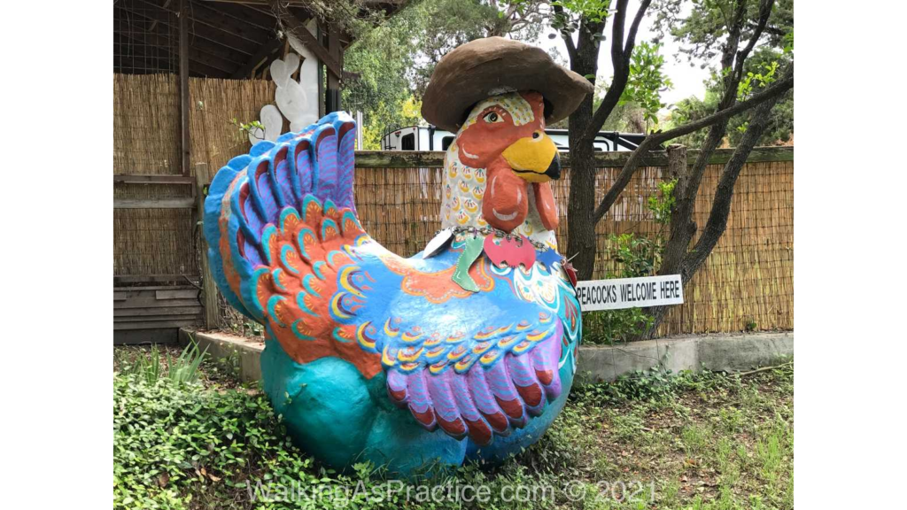 Rooster in Austin